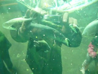 CALIFORNIA ACADEMY OF SCIENCES