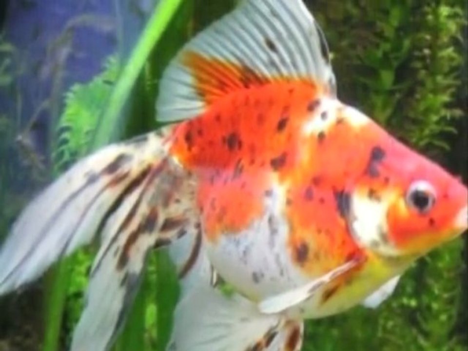 Diapo Peche à la Carpe