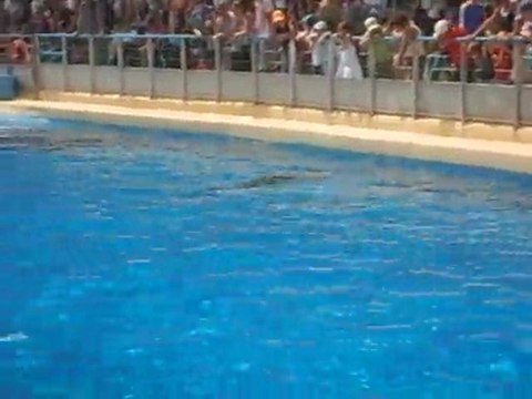 marineland dauphins