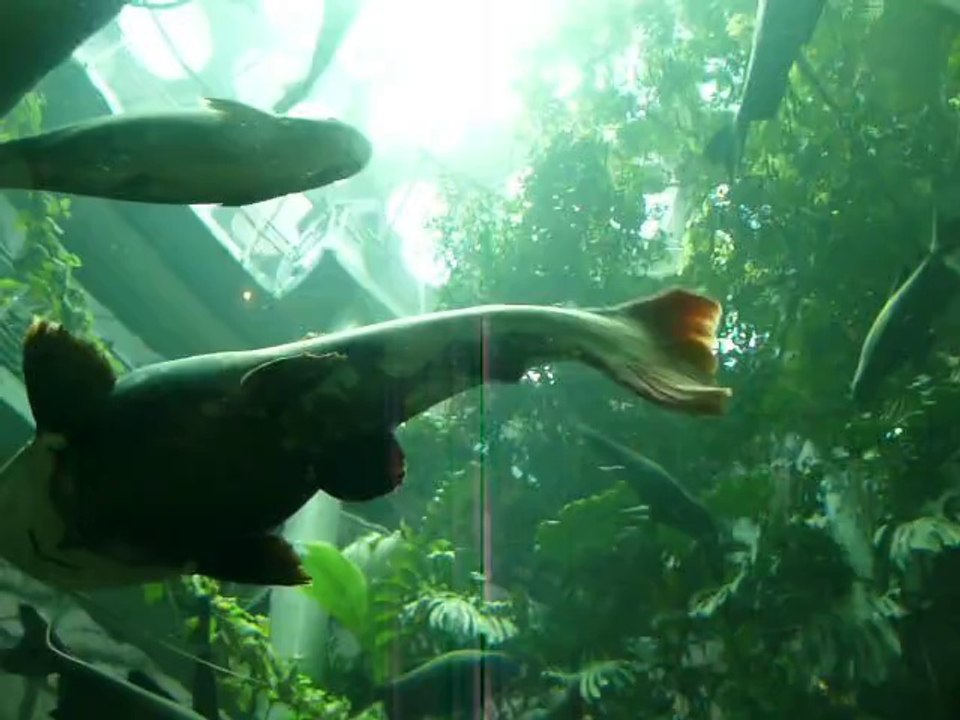 CALIFORNIA ACADEMY OF SCIENCES