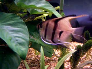 11/11/09 Repro scalaires