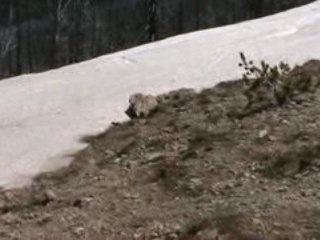 Voyage Yellowstone Jour j+5 (16)