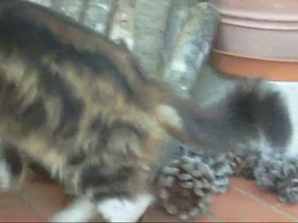 Pacha Mouse