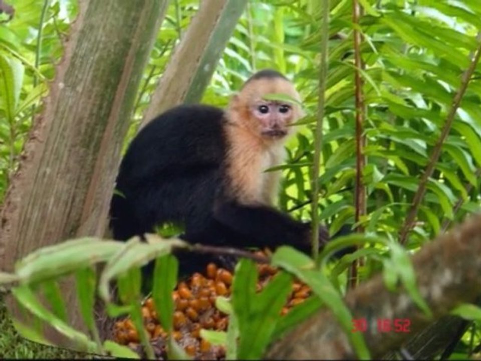 Costa Rica Beachfront Hotel - Villas Corcovado