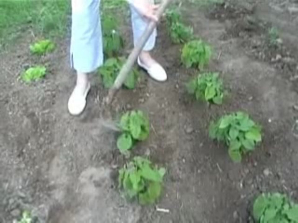 Butter les haricots