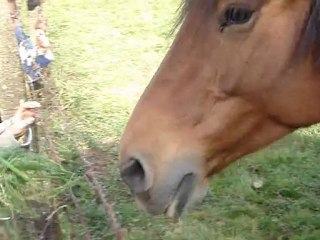Cob Normand, en vacances en Normandie