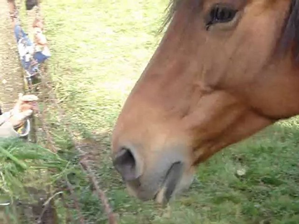 Cob Normand, en vacances en Normandie