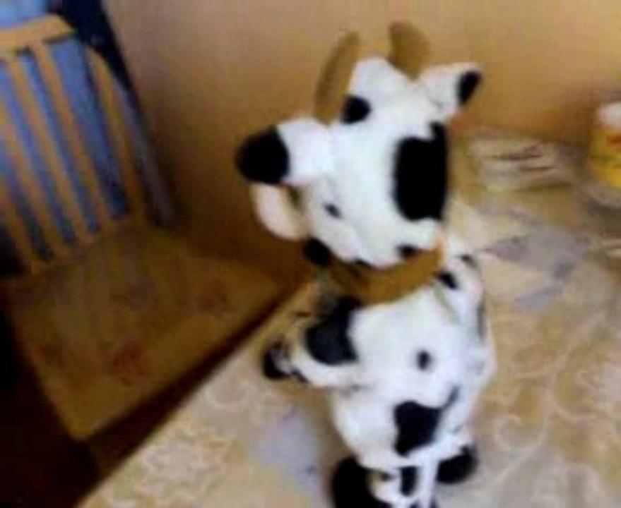 la vache de Ninez qui dance
