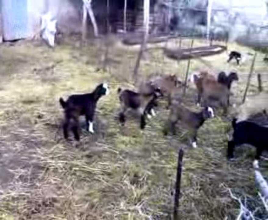 Ain tedeless les petites chevres du bled