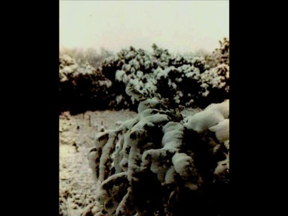 Armand Olivennes "Petite Plainte" par Claude Antonini