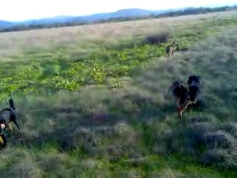 mes poilus au marais