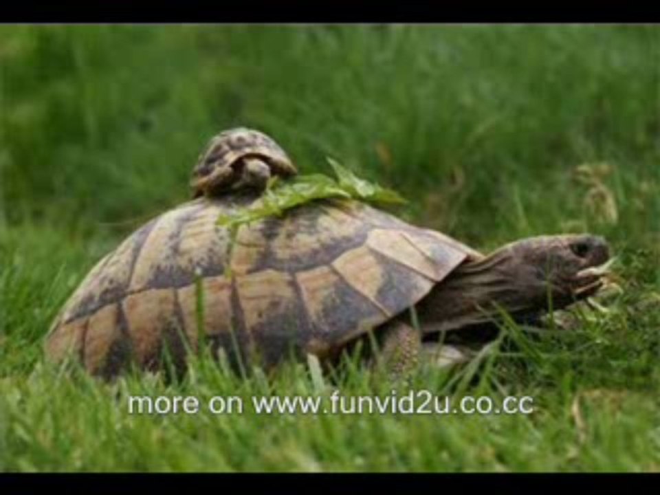 Funny Animals Video
