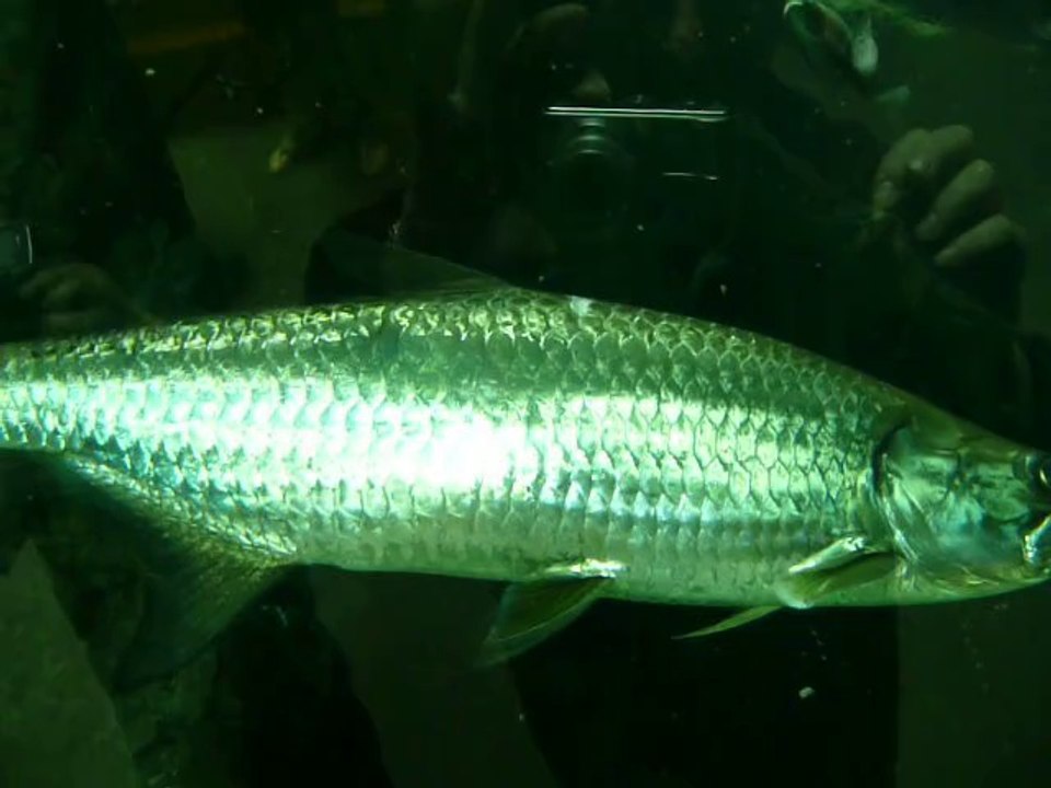 CALIFORNIA ACADEMY OF SCIENCES