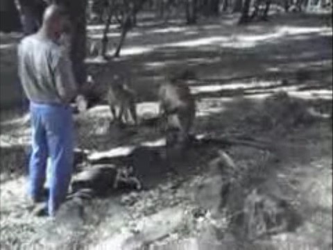 Forêt de cèdres à Azrou (didicha88)