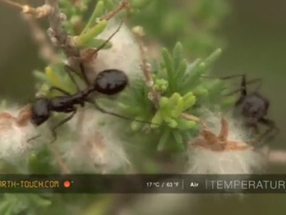 Busy ants work for a common cause