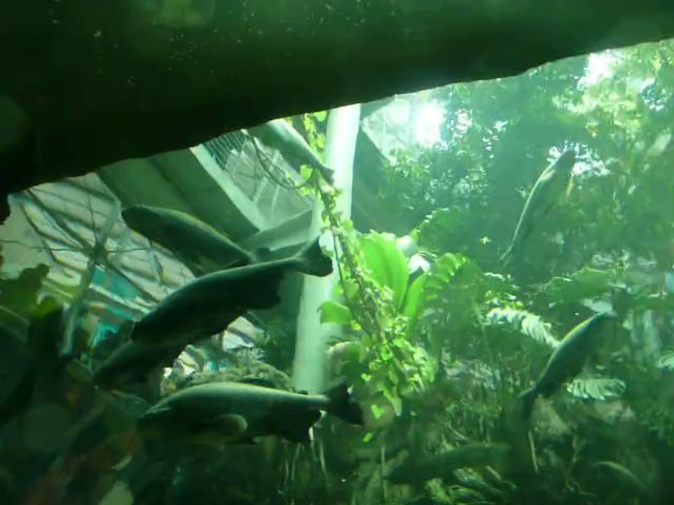 CALIFORNIA ACADEMY OF SCIENCES