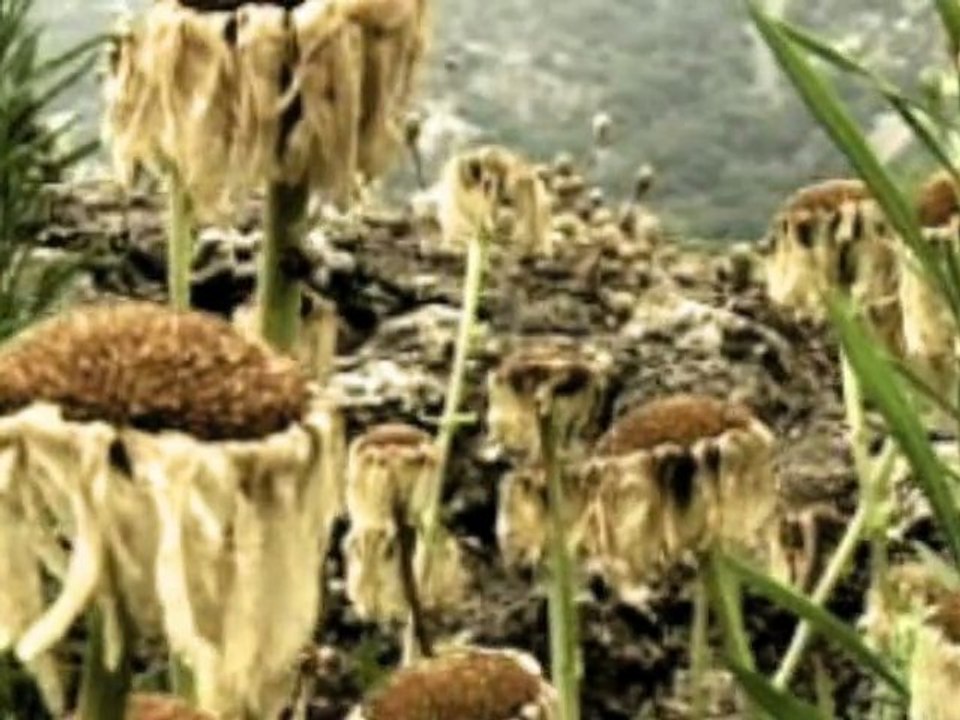 Show Reel 2009 motion design After Effects