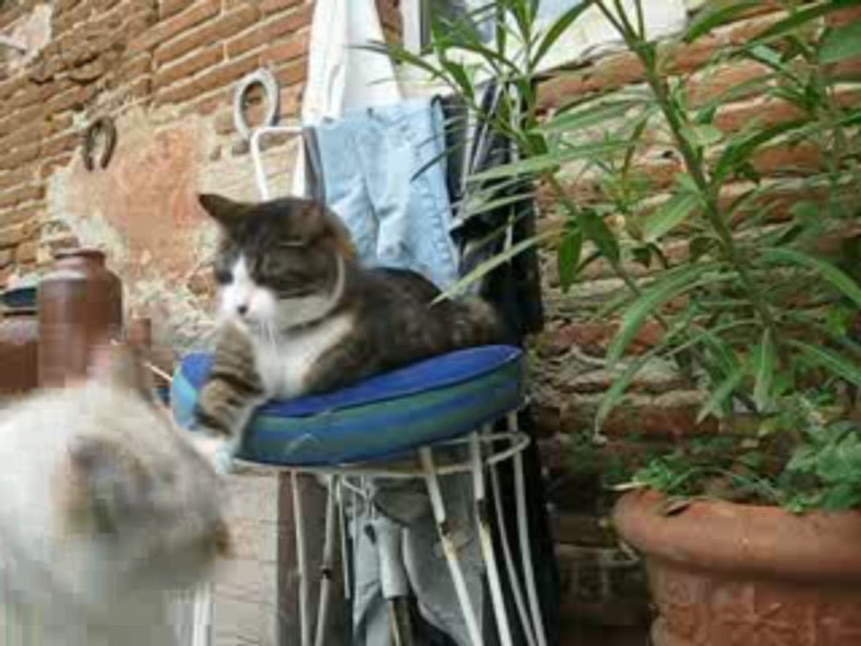 con de chat