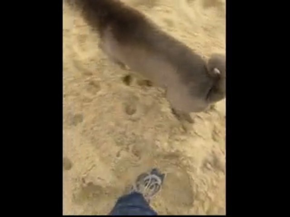 Dalaï à Cap Ferret 2