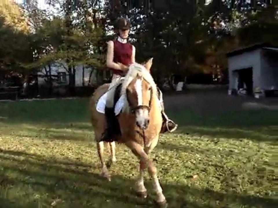 dressage haflinger
