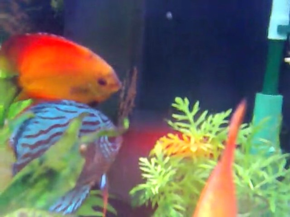 ponte discus