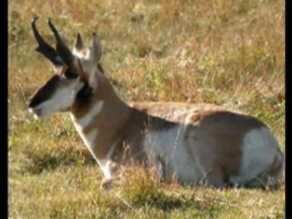 Yellowstone Slideshow Soundtracked