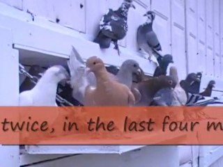 Pigeon Pals Daily Racing Club News 120 New Faces