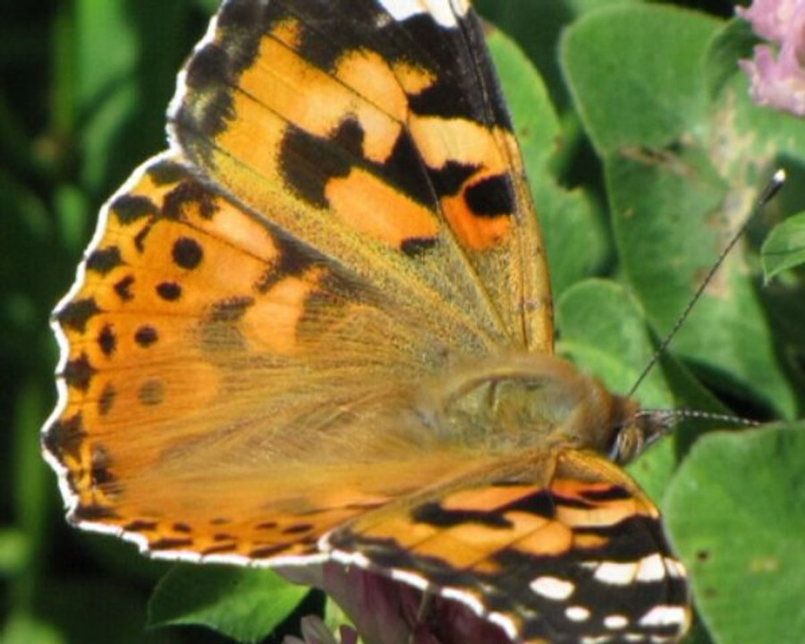 Montage photo premier essai