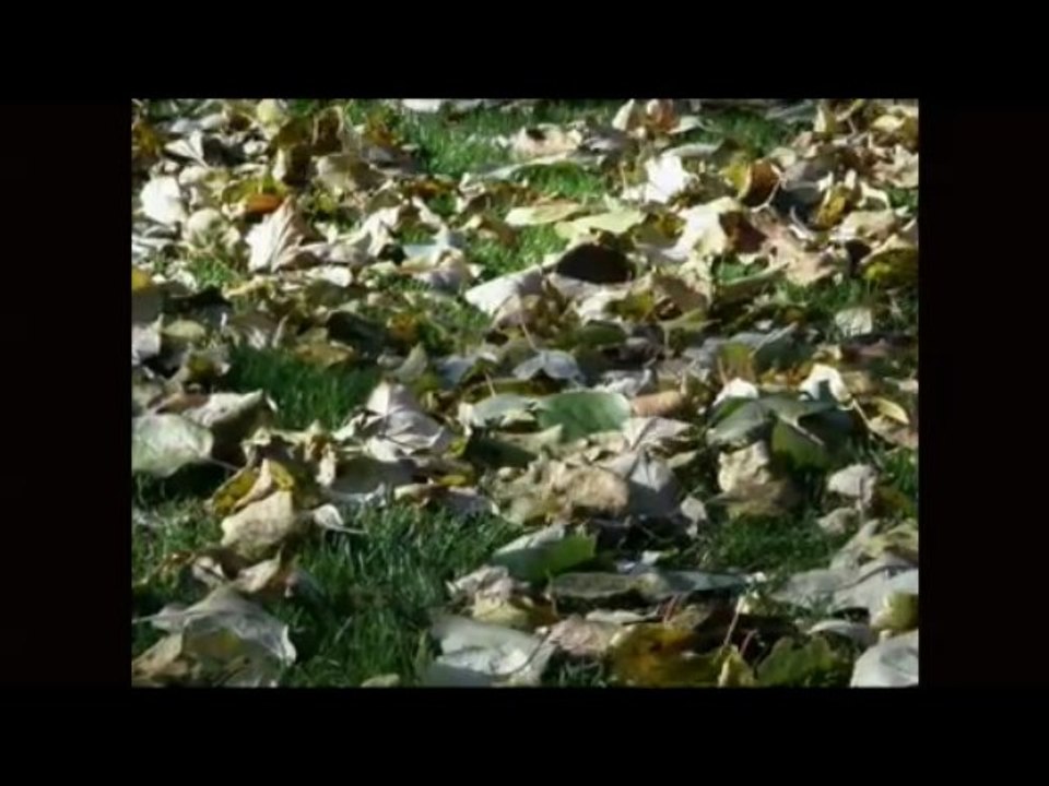 AUTUMN 2009