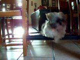 mon chien en saut