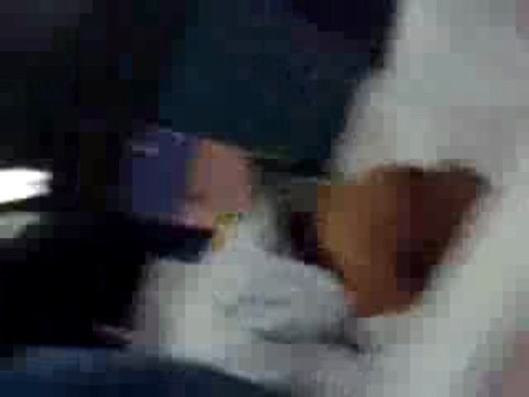 LE BUS DE l'EQUIPE NATIONAL D'ALGERIE CAILLASSE PAR EGYPTE