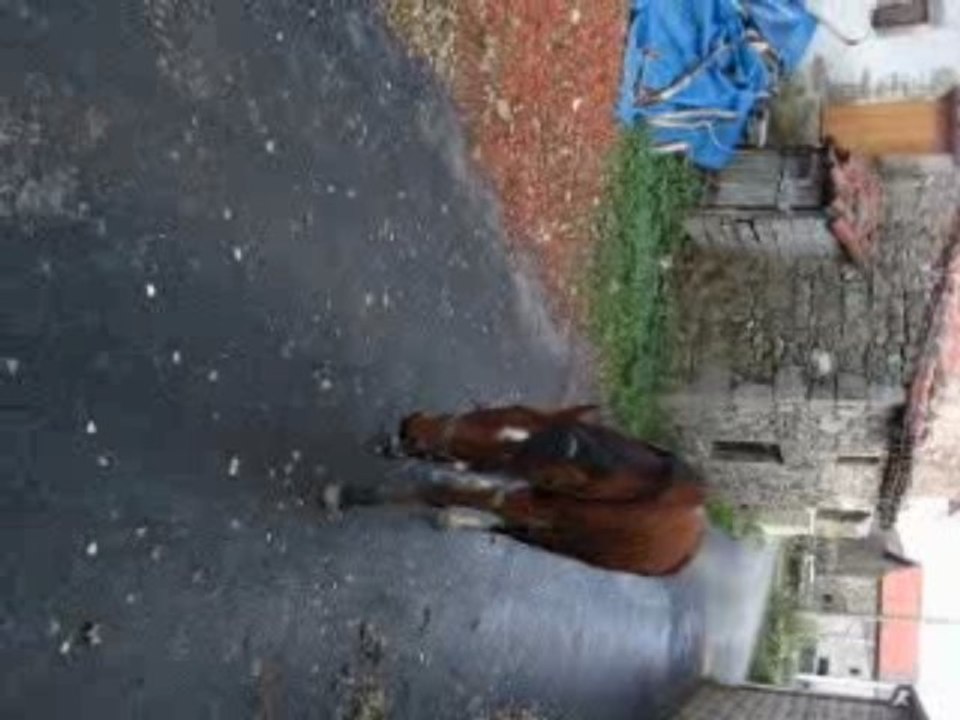 pépite boiterie 1