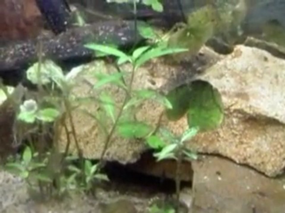 Cichlidés Nigrofasciatus Family 2ème partie