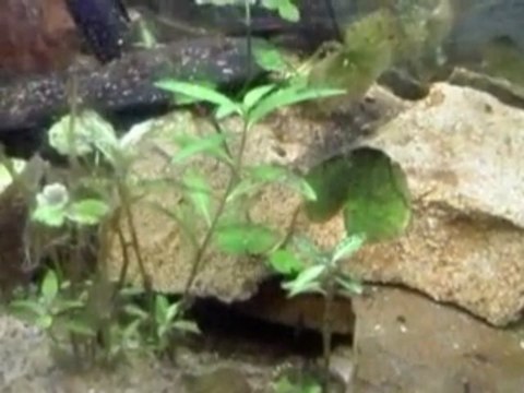 Cichlidés Nigrofasciatus Family 2ème partie