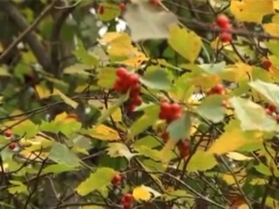 Свадебный видео клип(4)