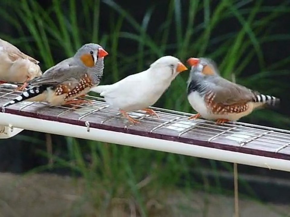 Oiseaux guitaristes - 4