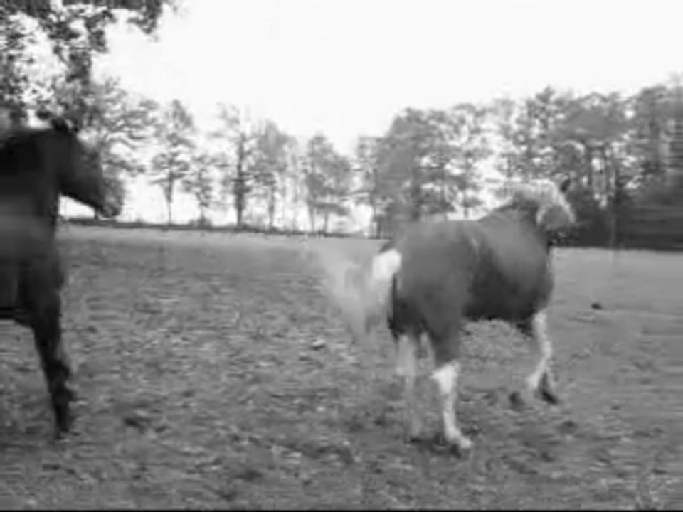 Le cheval