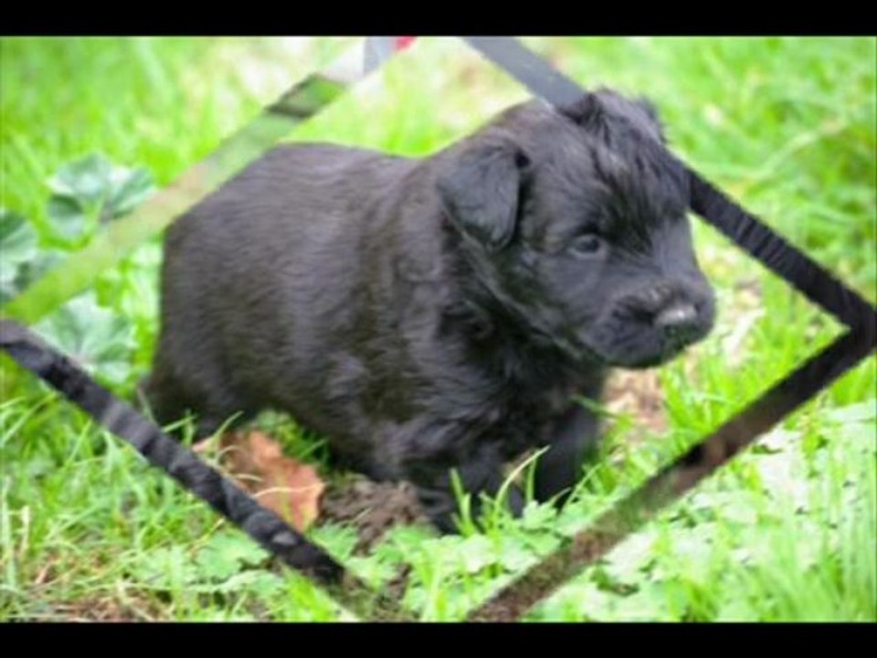 première sortie des bébés de canelle 13 nov