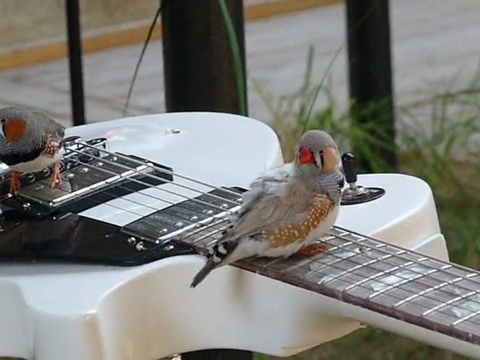 Oiseaux guitaristes - 6