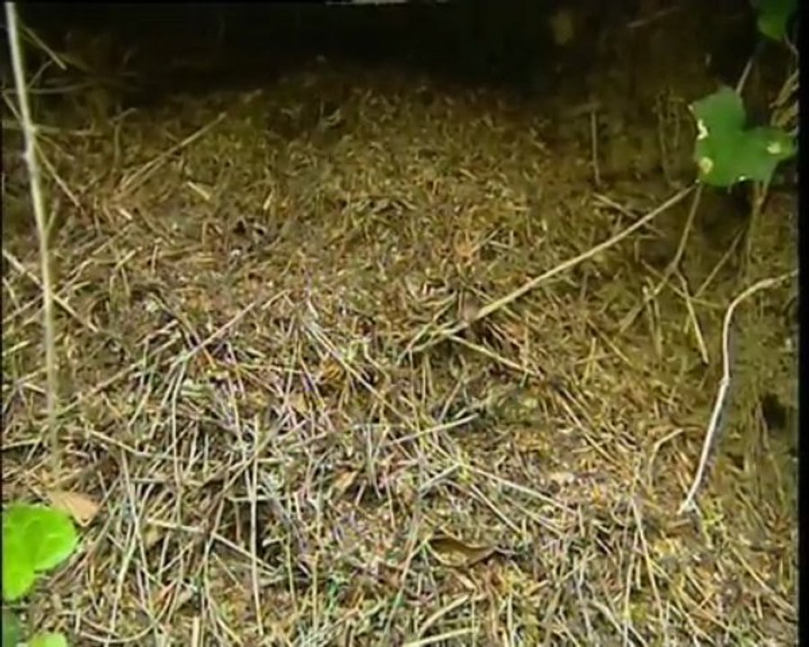 Pascal Dessaint : Le fin mot.