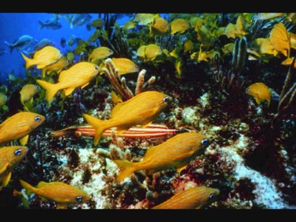 Au coeur des océans