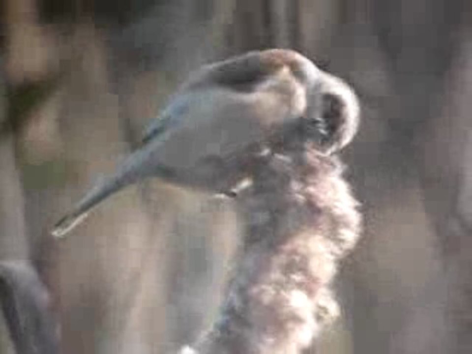 Mésange rémize
