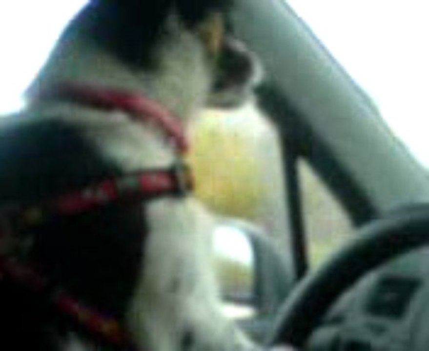 dog draiver