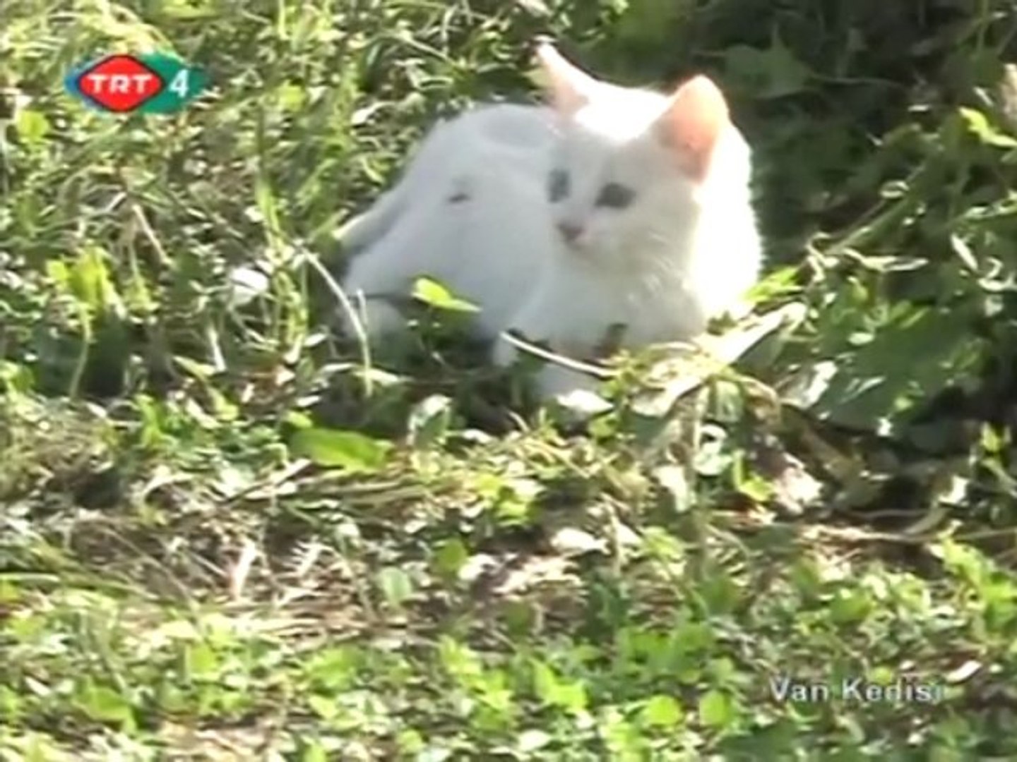 Van Kedisi Part 3 Chat Lac De Van Turquie Video Dailymotion
