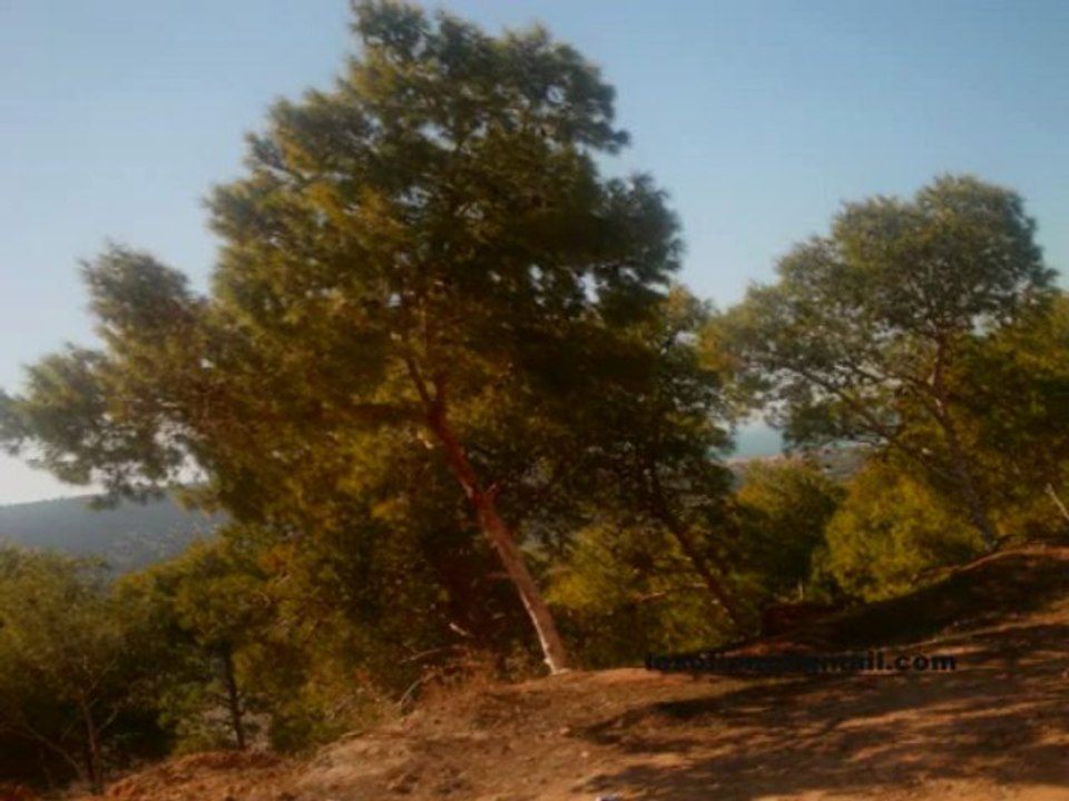 mostaganem moustralim algerie tijdid pipiniere port rai