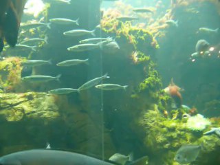 CALIFORNIA ACADEMY OF SCIENCES