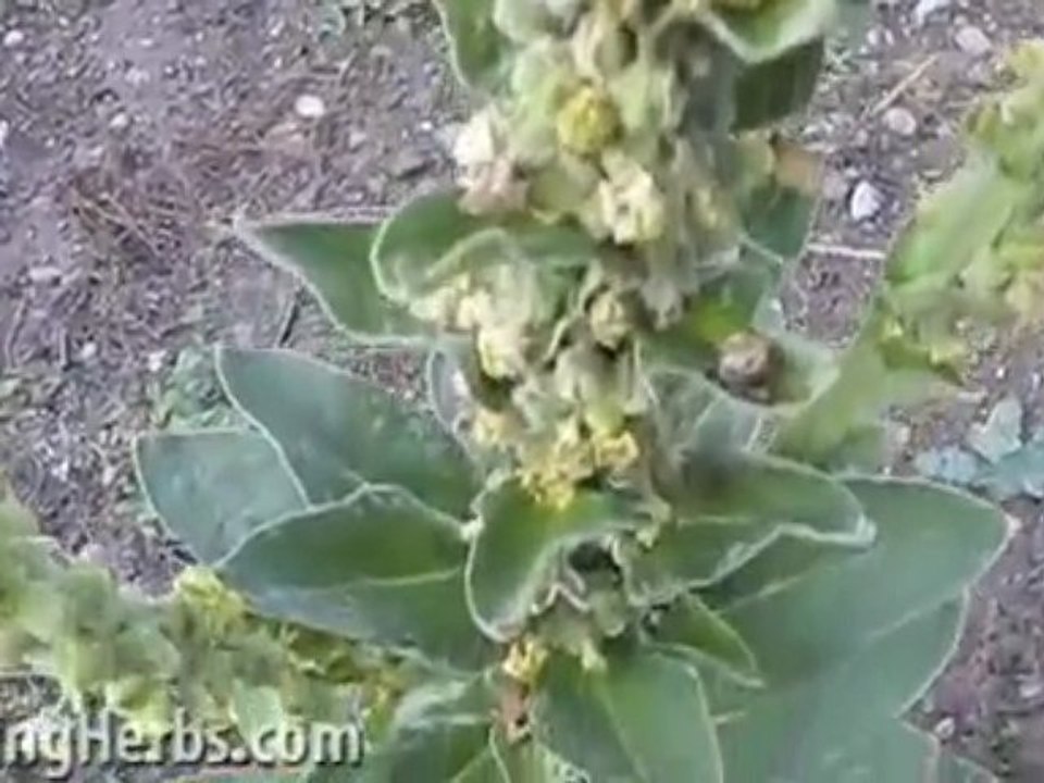 Mullein herb: Verbascum thapsus