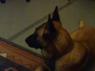 Dick, the Amazing Malinois 🐕