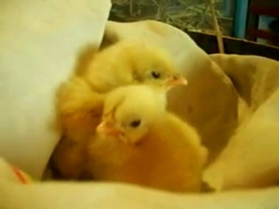 * Trop Mignons ces Poussins *
