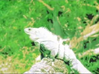 11- CON LAS IGUANAS DE EZDNA